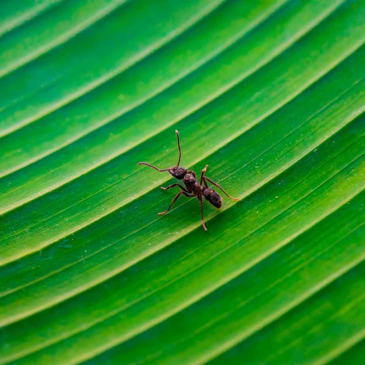 Ant on the Driver’s Side&nbsp;Window